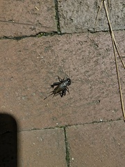 Gryllus veletis