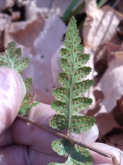 Dryopteris cristata