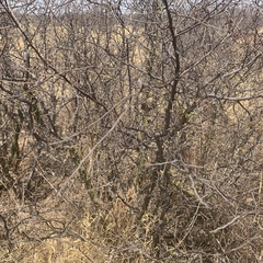 Commiphora angolensis