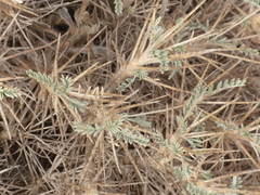 Astragalus terraccianoi