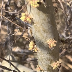 Commiphora angolensis