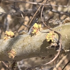 Commiphora angolensis