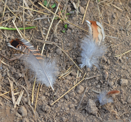 Plume de Colin de Virginie