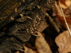Hemitrichia calyculata