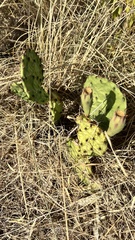 Opuntia macrorhiza