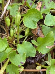 Viola primulifolia