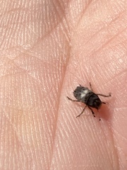 Toxonotus