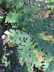 Quercus frainetto