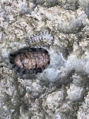 Acanthopleura granulata