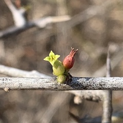 Commiphora glandulosa
