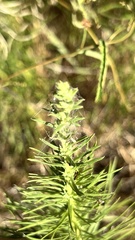Ambrosiinae