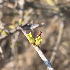 Commiphora glandulosa