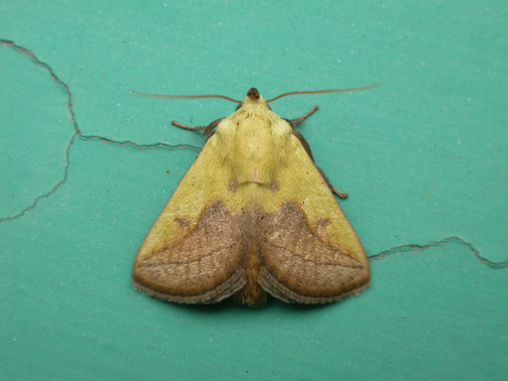 Oriental moth