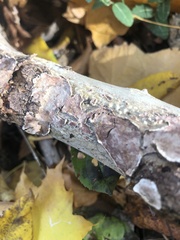 Corticium roseum