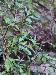 Elaeocarpus hookerianus