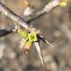 Commiphora glandulosa