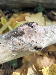 Corticium roseum