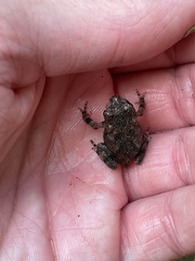 Anaxyrus americanus