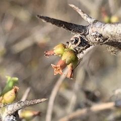 Commiphora glandulosa