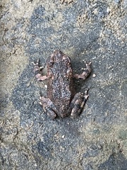 Anaxyrus americanus