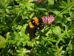 Bombus argillaceus