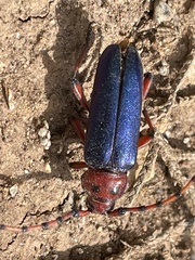 Stenaspis verticalis