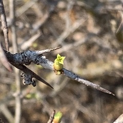Commiphora glandulosa