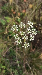 Pimpinella