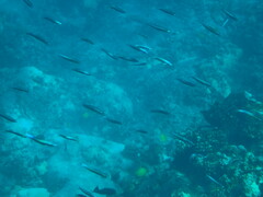 Spratelloides delicatulus