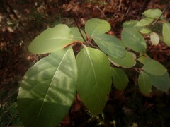 Viburnum cassinoides