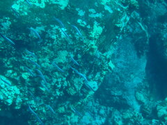 Spratelloides delicatulus