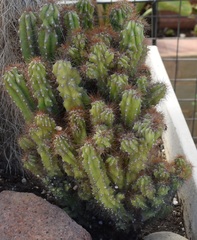 Cereus repandus