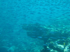 Spratelloides delicatulus