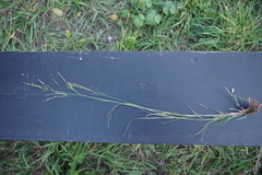 Poa palustris
