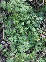 Daucus