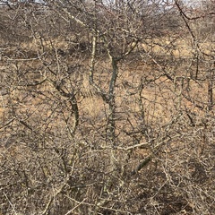 Commiphora glandulosa