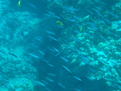 Spratelloides delicatulus