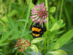 Bombus argillaceus
