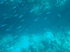 Spratelloides delicatulus