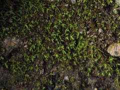 Trichostomum crispulum