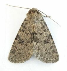 Homorthodes perturba