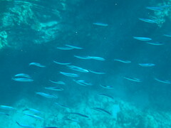 Spratelloides delicatulus