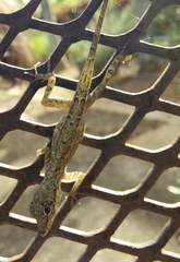 Anolis aeneus