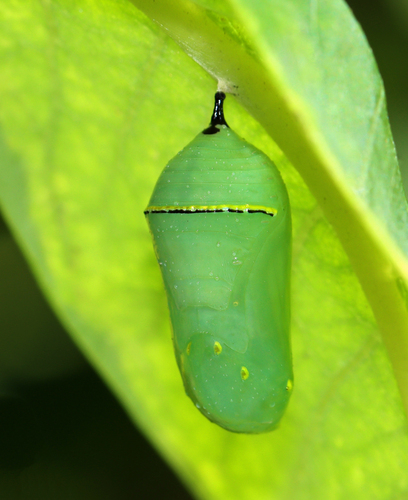 Monarch photographed in Rhode Island