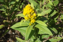 Euthamia gymnospermoides