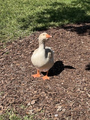Anser anser domesticus