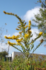 Euthamia gymnospermoides
