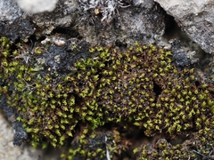 Weissia condensa