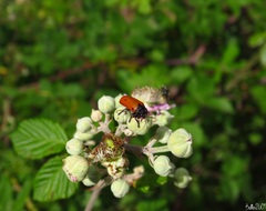 Clytra quadripunctata