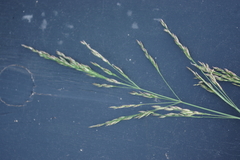 Poa palustris